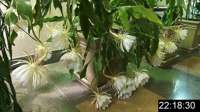 Царицынские оранжереи. Цветение кактуса Epiphyllum Oxypetalum