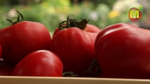 ? Томат 2021 года - Сердце Бизона. Семена Томатов Агрофирмы АЭЛИТА