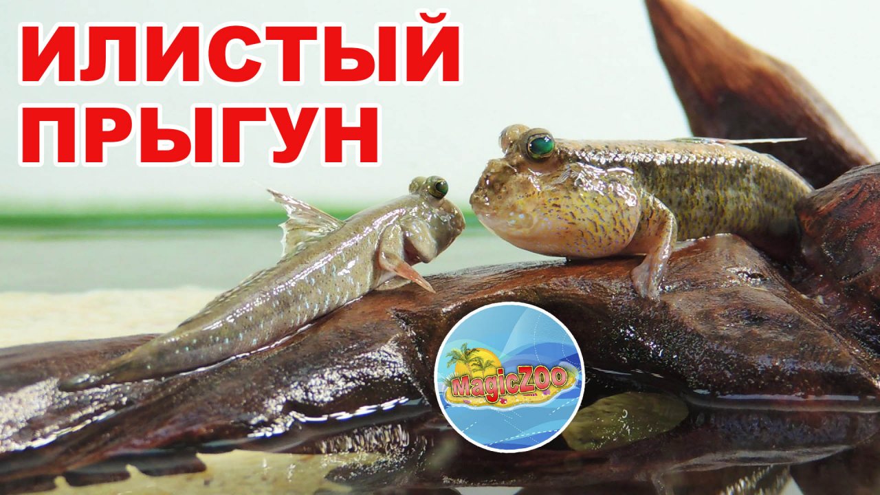 Илистый прыгун. Содержание необычной рыбки родом из западной африки, в моем аквариуме.