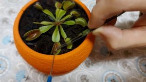 Венерина мухоловка кушает моль =)