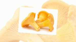 10 самых полезных грибов в мире