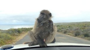 Baboons! at Cape Point