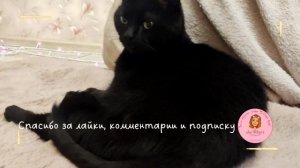 ? Чёрные котики (с доп окрасами) ?имеют свою ярко выраженную ? индивидуальность, согласны? ?