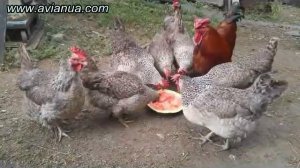 Старые новые куры, или как живется курам на пенсии