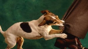 К чему снится УКУС или видеть как кто-то КУСАЕТ ВАС во сне ★ Толкование Снов ★ СОННИК 3.0™