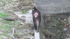 Mandrill Horde - Alpha Male Dominates | Mandrillus sphinx [Monkey Video Full HD]