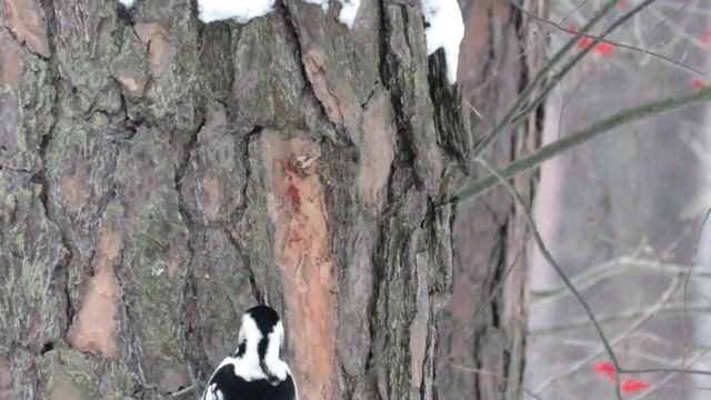 Дятел добывает еду зимой смотреть онлайн