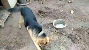 Овчарка без вальера,что Вас ждёт???