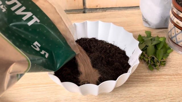 Лучший грунт для Декабриста смотреть онлайн