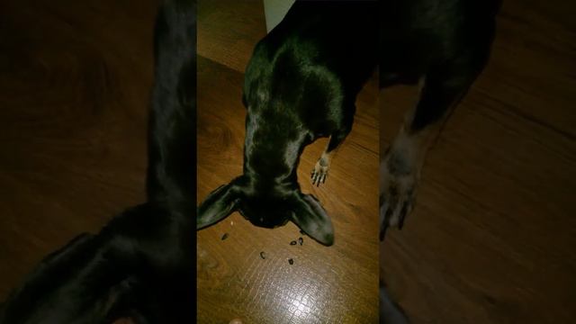 Герда кушает семечки смотреть онлайн