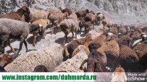 Гиссарские овцы и саги дахмарда чабанов ягнобцев из Зафарабадского района на перегоне