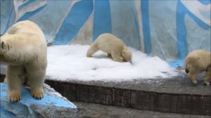 Медвежата радуются искуственному снегу