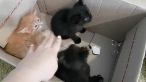 СПАСЕНИЕ КОТЕНКА ИЗ СНЕЖНОЙ ЗАПАДНИ  Нашли маленьких котят  Поиски мамы кошки ночь в неведение