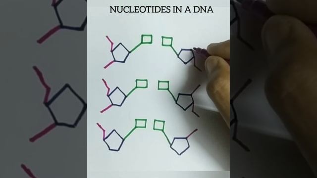How to draw nucleotides in DNA easily/DNA nucleotides easy drawing смотреть онлайн