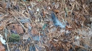 Промысловая охота у подножия Сихотэ-Алиня. ШКОДНЫЕ БАРСУКИ