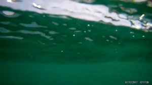 Немного местного подводного мира. Вьетнам, Нячанг, Vinpearl, Винпёрл 2017