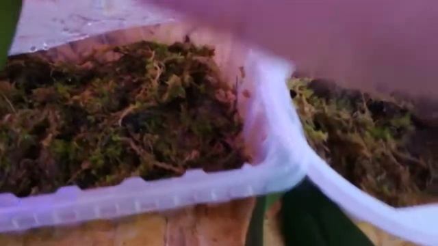 Размножение дендробиум нобиле! смотреть онлайн