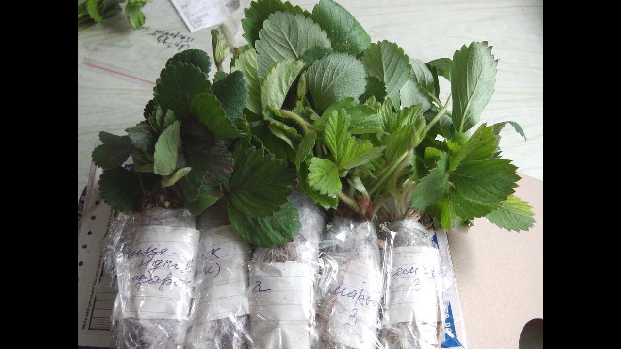 РАССАДА КЛУБНИКИ ОТПРАВЛЕННАЯ ПО ПОЧТЕ КАК ВЫГЛЯДИТ ЧЕРЕЗ НЕДЕЛЮ. КАК РАБОТАЕТ ПОЧТА РОССИИ смотреть онлайн