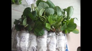 РАССАДА  КЛУБНИКИ  ОТПРАВЛЕННАЯ ПО ПОЧТЕ КАК ВЫГЛЯДИТ ЧЕРЕЗ НЕДЕЛЮ.  КАК РАБОТАЕТ ПОЧТА РОССИИ