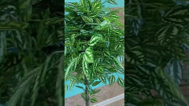 🌳 Искусственное дерево. Фикус "Кёрли" пёстролистый смотреть онлайн