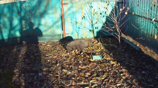 Доход с вьетнамских свиней вся правда / чем кормим вьетнамских свиней / вьетнамские поросята