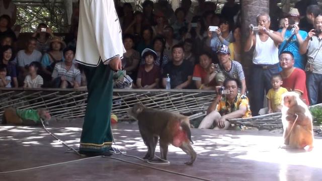 шоу обезьян смотреть онлайн