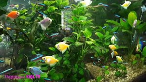 Неоновая Рыбка  Голубой неон Аквариумные Рыбки Neon Fish Blue Neon