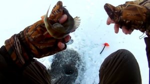 Поиск активной рыбы. Ловля плотвы зимой 2018