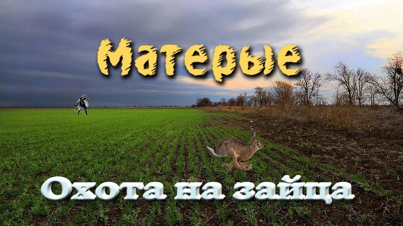 Охота на зайца 2021. Матерые, огромные, крепкие.mp4