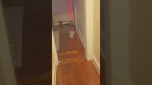 Playing lights out with my skinwalker dog