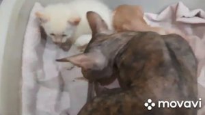 Сфинкс котята. Банный день. Уход за сфинксами.