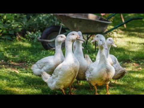 Куры и другая птица, и кролики — на участках СНТ 2023 год