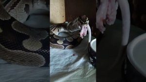 Королевский питон не ел 8 месяцев! (питон не ест, что делать?)