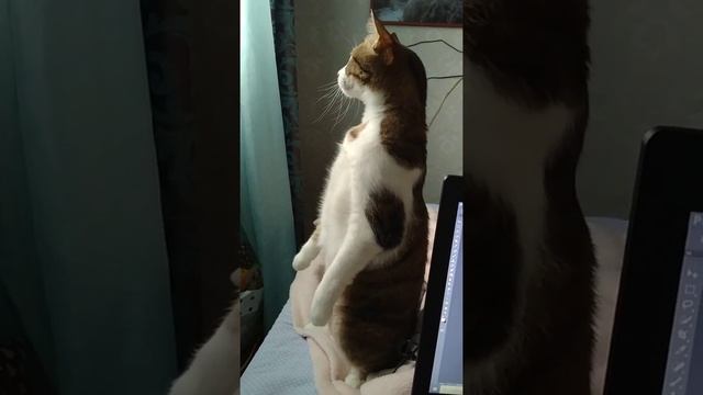 Кот стоит на задних лапах. Ванечка тоже так умеет смотреть онлайн