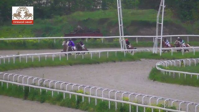 14.05.2023 -Пробный приз на жеребцах 2-х лет ахалтекинской породы - Пароль смотреть онлайн