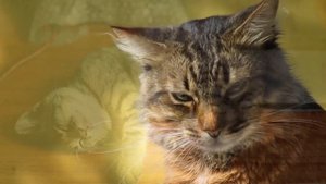 International Cat Day | 30 Amazing Facts about Cats| Cat Facts for Kids | Cat Facts