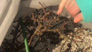 Обзор Роз из Питомника Елены Иващенко