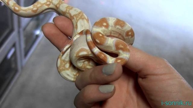 Белая змея - толкование сонника смотреть онлайн