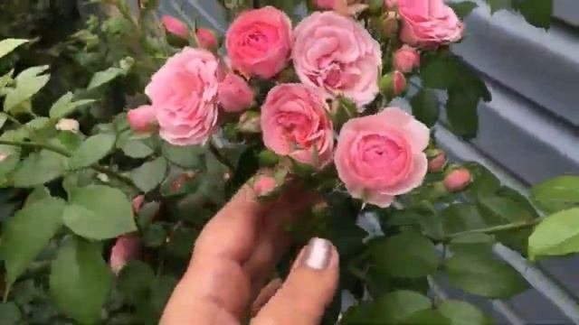 Розы в моем саду! №10 ПОМПОНЕЛЛА. Розовый микс для хорошего настроения!