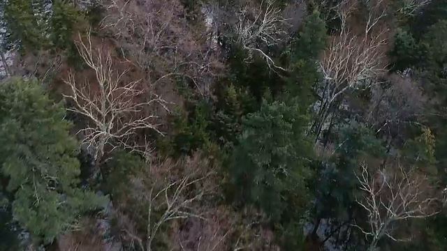 Осенний лес смотреть онлайн