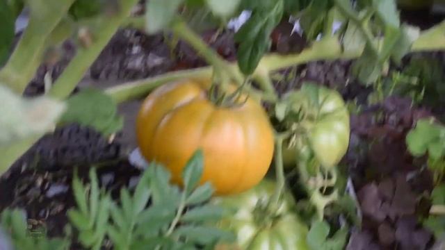 Toмат dwarf Uluru Ochre (2019) Один из серии гномов смотреть онлайн