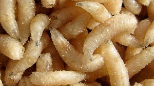 Подготовка опарыша для рыбалки.