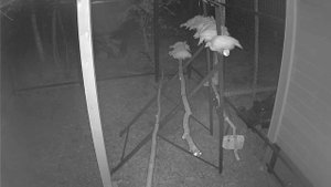 Цесаркин сон...Приснился им кошмарик...