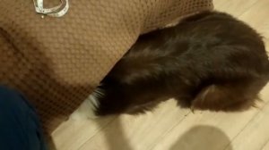 Собака нашкодила ))