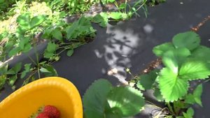 ЖИВЕМ В СТАНИЦЕ.? ОБЪЕХАЛИ СВЕТОФОРЫ.?.ПОГОДА ЗАСТАВЛЯЕТ СОБИРАТЬ?