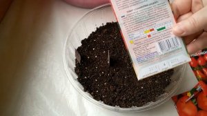 СЛАВЯНСКИЙ ШЕДЕВР - ТАРАСЕНКО ЮБИЛЕЙНЫЙ - ГРУША КРАСНАЯ - ВЫСЕВАЮ ТОМАТЫ