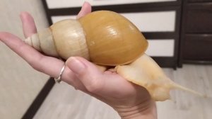 КАК ДОБИТЬСЯ КРАСИВОЙ РАКУШКИ У УЛИТКИ