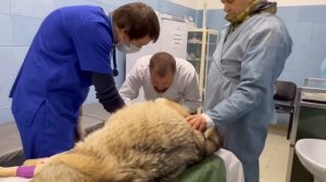 18+ К  больной Херсонской волчице приехали доктора из Крымской ветклиники «ЗооДоктор» !