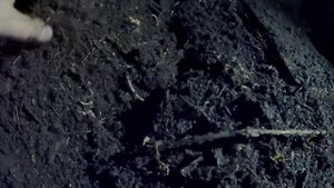 Технология получения биогумуса в буртах. Бурт с червём на кроличьем навозе и фазаньем подстиле