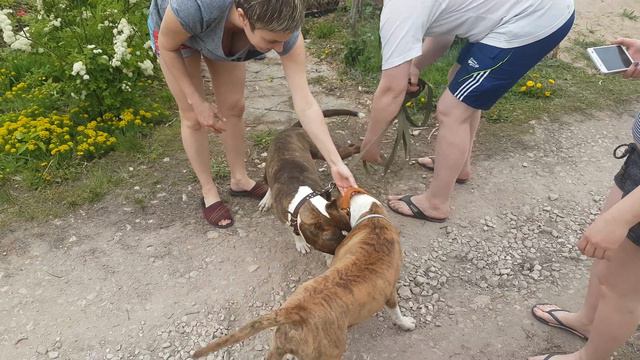 arte vilana Шайни и Рэм смотреть онлайн